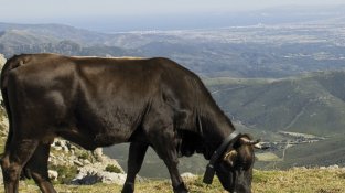 La vaca de l'Albera pasturant a la carena de l'Albera