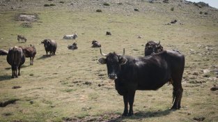 Exemplars de vaca de l'Albera a la carena de la serra