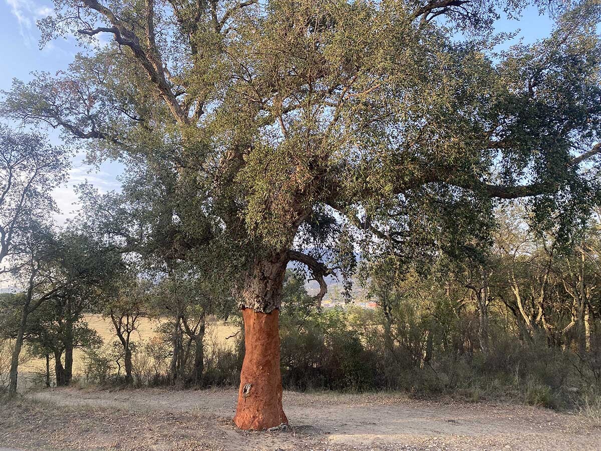 Agullana%20sureda%2002