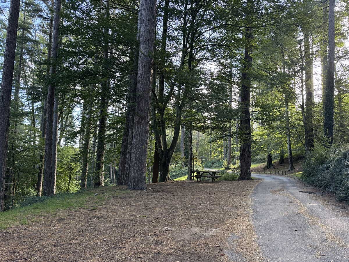 Albera-Bosc-pi%20larici-coll%20de%20l%27Ullat-pi%20de%20Corsega%2002