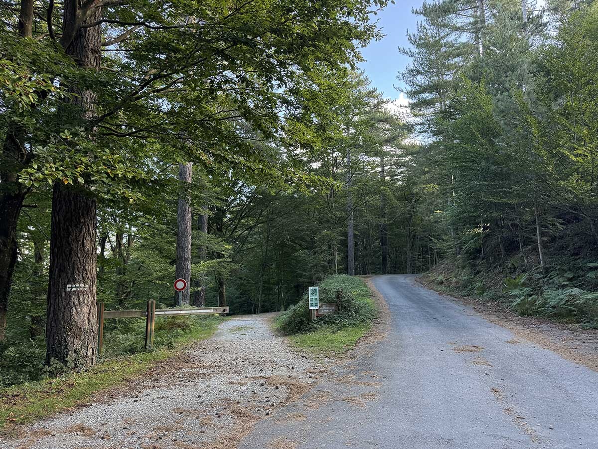 Albera-Bosc-pi%20larici-coll%20de%20l%27Ullat-pi%20de%20Corsega%2003