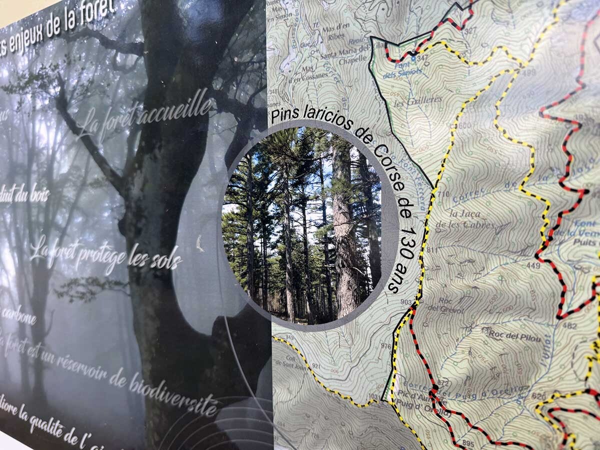 Albera-Bosc-pi%20larici-coll%20de%20l%27Ullat-pi%20de%20Corsega%2006