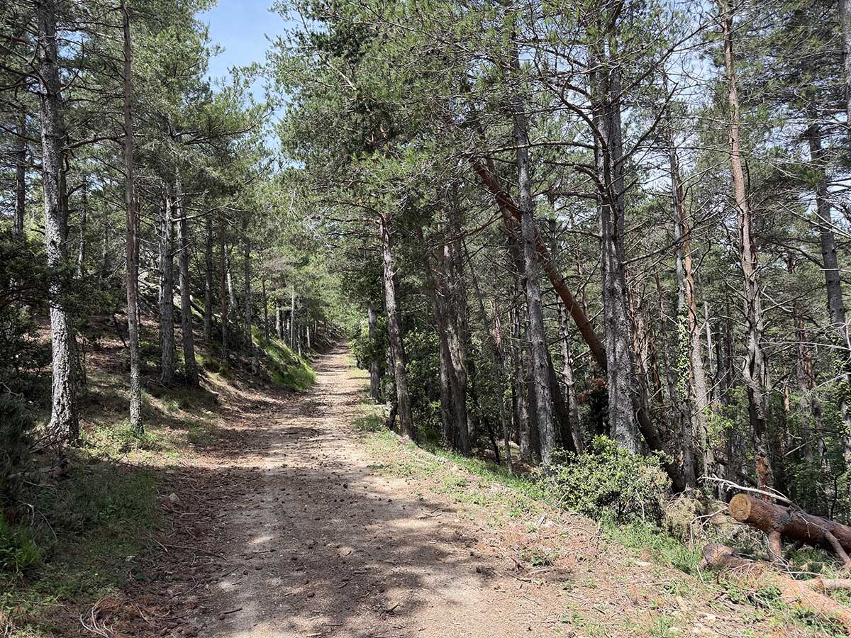 Le%20salines-bosc%20de%20pi-coniferes-06062026