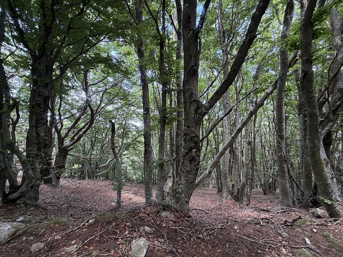 Les%20salines-fageda-06062026