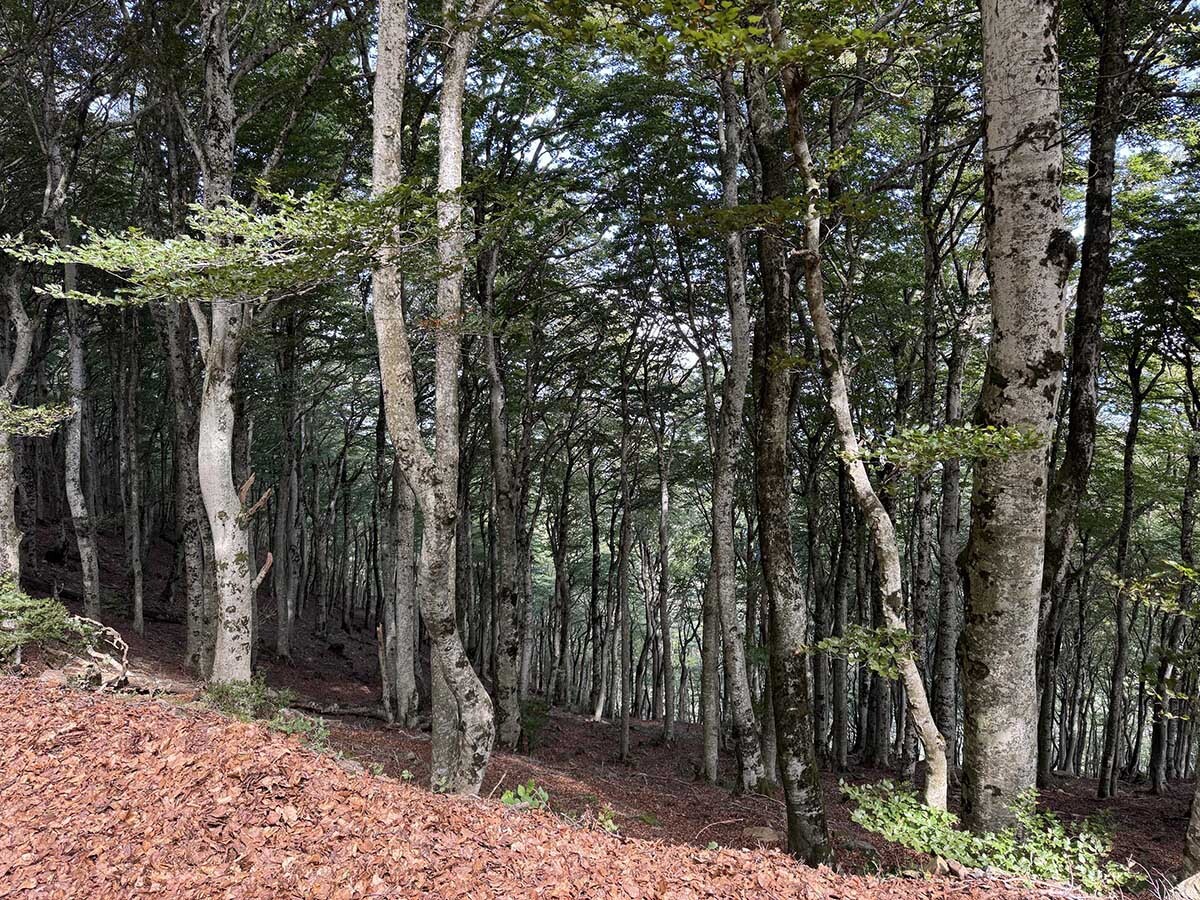 Serra%20Albera-fageda%20puig%20neulos-25092025-ist-01