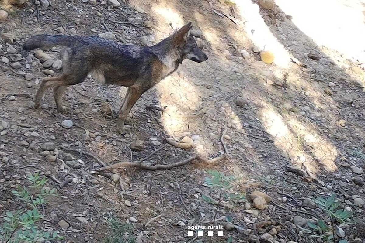 llop-alta%20garrotxa-alt%20emporda%2002