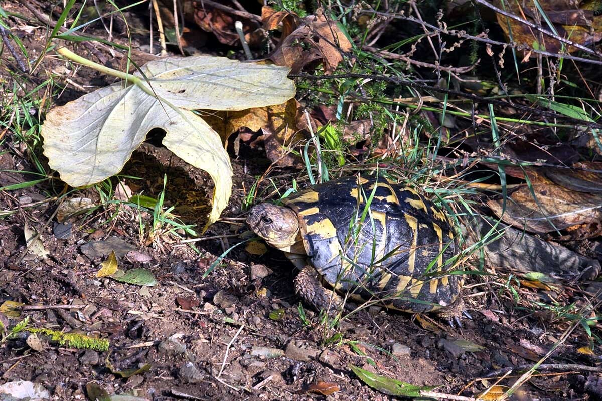 tortuga-centre%20reproduccio%20tortugues%20albera-acn