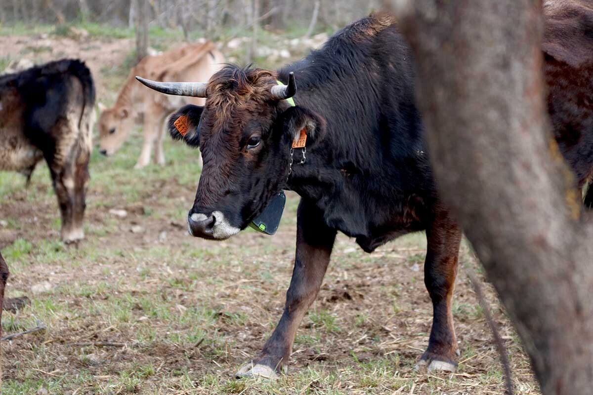 vaca%20albera-acn