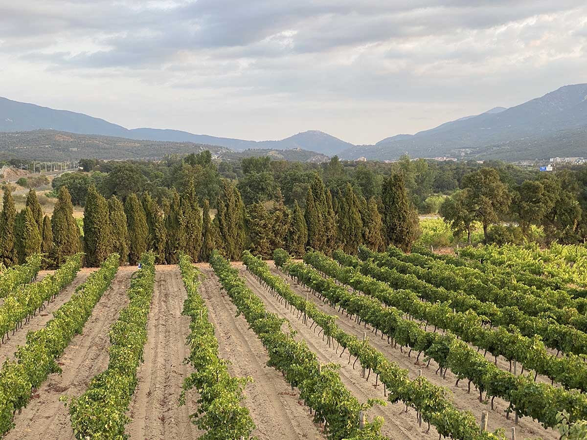 vinya-agullana-L%27Estrada-la%20Jonquera-11052025-ist-02