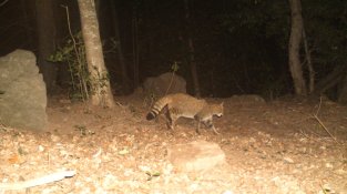 El primer gat salvatge capturat per Campsolinas