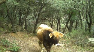 Vaca de l'Albera