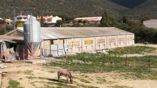 Granja de porcs a Cantallops en una imatge d'arxiu