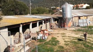 El TSJC impugna els controls ambientals d'aquesta granja de porcs de Cantallops