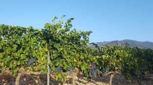 Maria del Mar Bonet en concert a Vinya dels Aspres de Cantallops