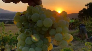 Ha començat la verema en algunes varietats de les vinyes del celler Còsmic Vinyaters d'Agullana.