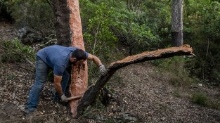 L'extracció es fa manualment, seguint una tècnica ancestral