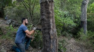 L'extracció es fa manualment, seguint una tècnica ancestral