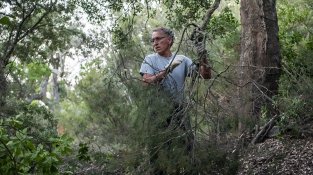 L'extracció es fa manualment, seguint una tècnica ancestral