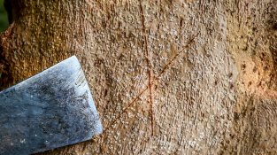 L'extracció es fa manualment, seguint una tècnica ancestral
