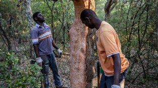 L'extracció es fa manualment, seguint una tècnica ancestral