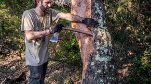 L'extracció es fa manualment, seguint una tècnica ancestral