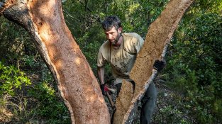 L'extracció es fa manualment, seguint una tècnica ancestral