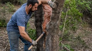L'extracció es fa manualment, seguint una tècnica ancestral