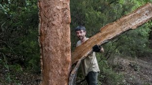 L'extracció es fa manualment, seguint una tècnica ancestral