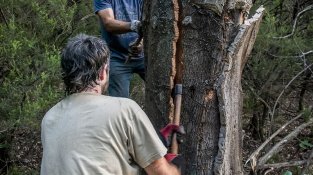 L'extracció es fa manualment, seguint una tècnica ancestral