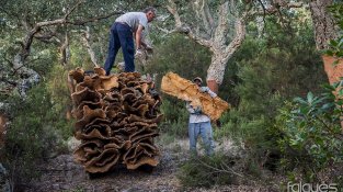 L'extracció es fa manualment, seguint una tècnica ancestral