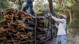 L'extracció es fa manualment, seguint una tècnica ancestral