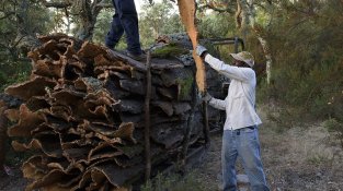L'extracció es fa manualment, seguint una tècnica ancestral
