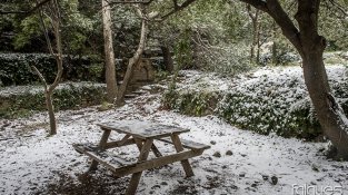 Desenes de jonquerencs s'han acostat aquest cap de setmana a Santa Llúcia