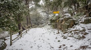 Desenes de jonquerencs s'han acostat aquest cap de setmana a Santa Llúcia