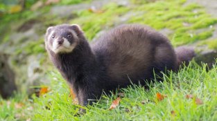 Imatge d'un exemplar