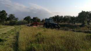 Els prats de dall són hàbitats seminaturals molt rics en biodiversitat