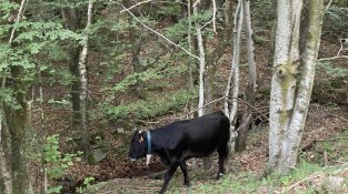 Vaca pasturant sota el Santuari de Les Salines, a Maçanet de Cabrenys