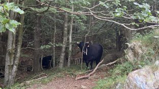 Vaca pasturant sota el Santuari de Les Salines, a Maçanet de Cabrenys