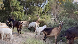 Una ramat d'ovelles i cabrits per la zona de l'Estrada, entre camps agrícoles i boscos d'alzina surera