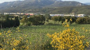 La Jonquera sud vista des d'una zona de vinyes del veïnat de l'Estrada