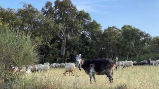 Ramat oví en una zona boscosa i agrícola d'Agullana (L'Estrada)