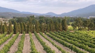 La verema de 2024 serà de bona qualitat