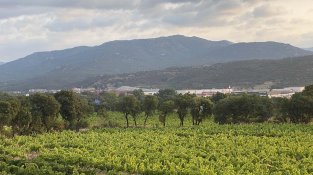 Els productors avisen que han avançat la collita per les incursions dels senglars