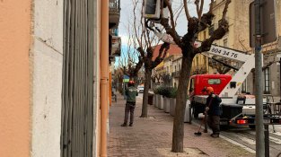 Poda de l'arbrat a diversos punts del poble