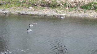 Nova imatge de la presa i del riu Llobregat