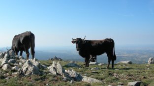 La vaca de l'Albera es recupera i s'allunya del risc d'extinció