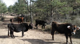 La raça està en perill d'extinció