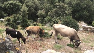 La raça està en perill d'extinció