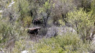 La vaca de l'Albera s'alimenta de pastures, i també d'arbres i arbustos