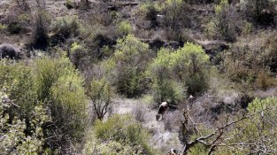 La idea és que el bestiar netegi sotabosc de diverses finques